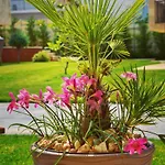 Valurile Marii Vama - Veche 4* 旧瓦马