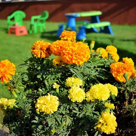 Affittacamere Valurile Marii Vama - Veche