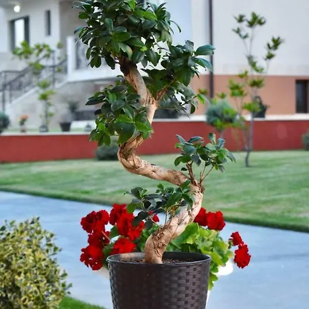 Guest house Valurile Marii Vama - Veche 4*